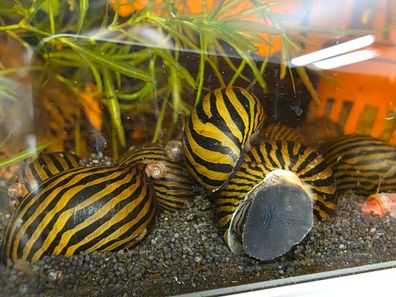 1x Zebra Rennschnecke / Neritina zebra gegen Algen im Aquarium