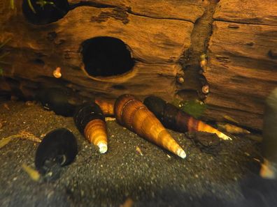 1x Cappuccino Schnecke / Faunus ater sp. Teufelsdornschnecke Aquarium
