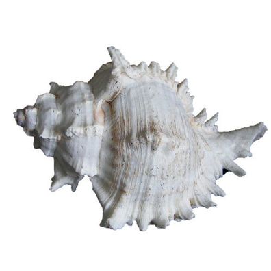 Riesenmurex - Stachelschnecke (Chicoreus ramosus) - naturbelassen - 15,0+ cm
