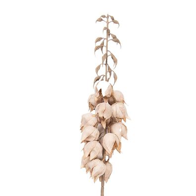 Clayre & Eef Kunstblume 100 cm Beige Kunststoff (Gr. 12x12x100 cm)