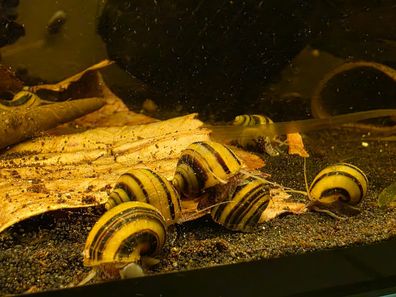 1x Zebra Apfelschnecke / Asolene spixi gegen Algen im Aquarium