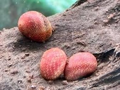 1x Pink Lady Schnecke / Clithon sowerbianum gegen Algen im Aquarium