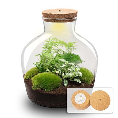 Flaschengarten - Fat Joe grün - Ø29cm - 30cm - Ökosystem & Terrarium