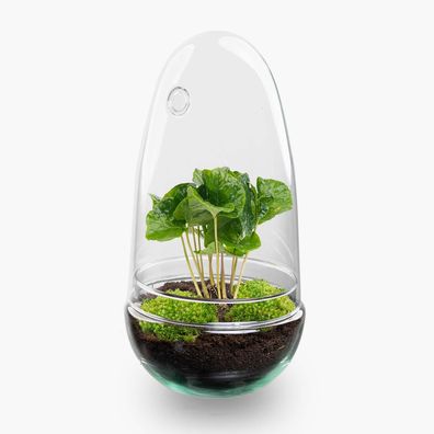 Flaschengarten - Egg Coffea Arabica - Ø12cm - 25cm - Ökosystem & Terrarium