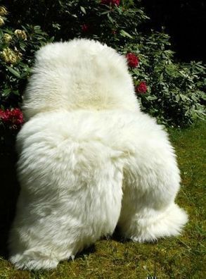 TOP RIESEN ÖKO Schaffell TYP EISBÄR 140CM UND Grösser! NICHT Vernäht! Original