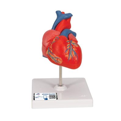 3B Scientific Herzmodell Klassik lebensgroß 2-teilig mit Smart Anatomy App