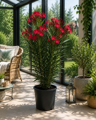 Nerium Oleander Rosso Semplice Roter Oleander ca. 80 cm Mediterrane Pflanze