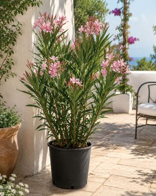 Oleander Salmone Semplice ca. 80 cm Rosenlorbeer mediterrane Pflanze