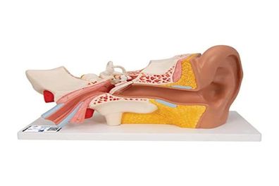 3B Scientific Ohrmodell 3-fach 4-teilig Anatomiemodell mit Smart Anatomy App