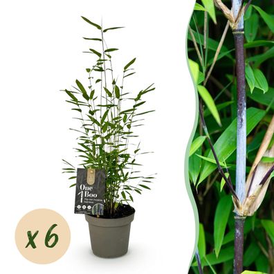 Bambus - Fargesia Black Dragon - Immergrün - Grün - 6 Pflanzen - Ø14cm - 25-35c