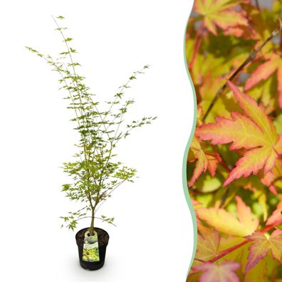Acer palmatum Sangokaku - Japanischer Ahorn - Laubabwerfend - Grün - Ø26cm - 80