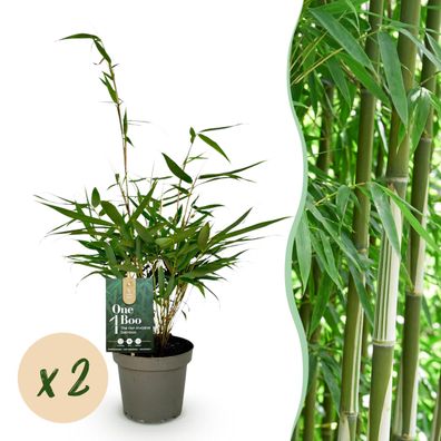 Gräser - Fargesia robusta Pingwu - Nicht-invasiver Bambus - Immergrün - 2 Pflanz