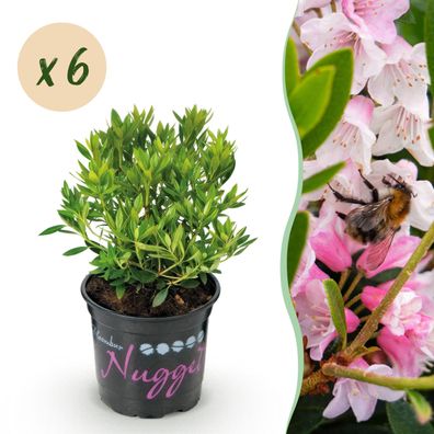 Zwerg-Rhododendron - Rhododendron Bloombux Hellrosa - Blühender Buchsbaum - Pfleg