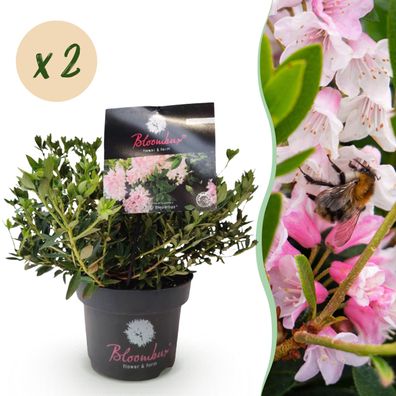 Zwerg-Rhododendron - Rhododendron Bloombux Hellrosa - Blühender Buchsbaum - Pfleg