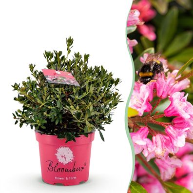Zwerg-Rhododendron - Rhododendron Bloombux Magenta - Blühender Buchsbaum - Pflege
