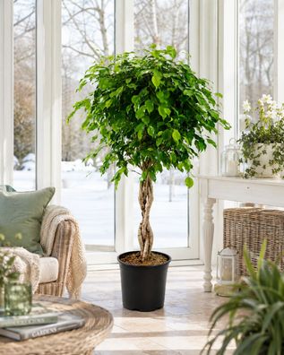 Birkenfeige Ficus Benjamina Exotica ca. 120 cm Zimmerpflanze Grünpflanze