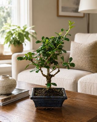 Carmona microphylla Fukientee Bonsai Zimmerbonsai ca 20 cm immergruen
