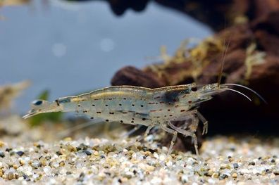 10x Amano Garnele - Caridina multidentata - Algenfresser Nr. 1 - Aquarium