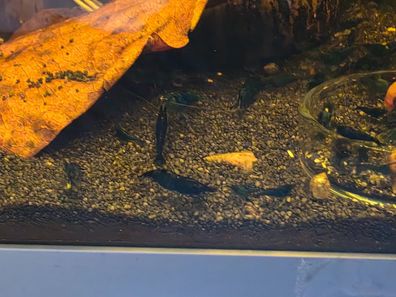10x Neocaridina davidi "Blue Dream" / blaue Garnele Aquarium DNZ