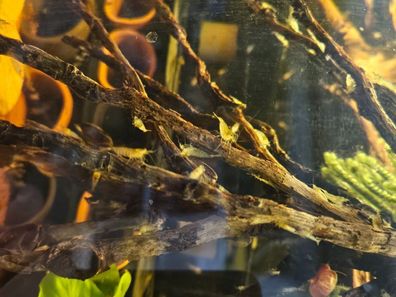 30x Caridina parvidentata - Sulawesi Inlandsgarnele Algengarnele Garnele Aquarium DNZ