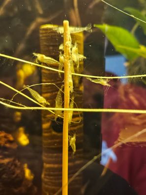 10x Neocaridina davidi "White Pearl" / weiße Garnele Aquarium DNZ
