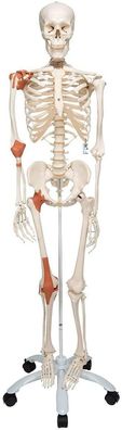 3B Scientific Anatomie Skelett Leo lebensgroß mit Metallstativ A12