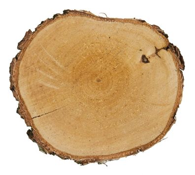 Bastelzubehör Birkenscheibe rund natur NEU 15-17cm Holzscheibe Baumscheibe