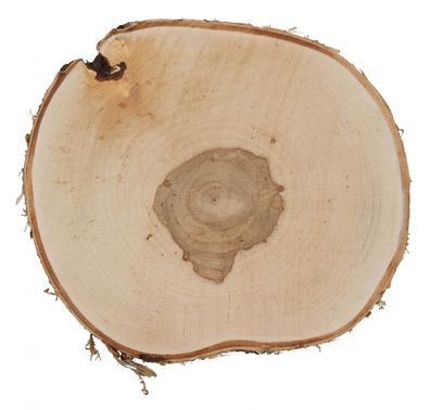 Bastelzubehör Birkenscheibe rund natur NEU 26x2cm Holzscheibe Birke Baumscheiben