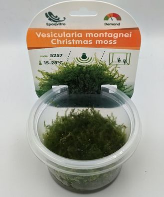 Vesicularia montagnei InVitro Christmas Moos Aquarienpflanze