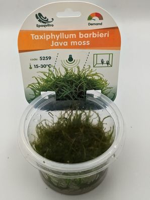 Taxiphyllum barbieri - InVitro Javamoos Aquarium Moos