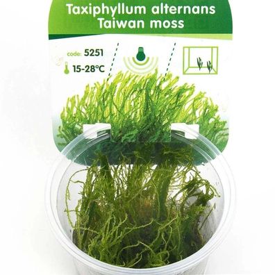 Taxiphyllum alternans ´Taiwan Moss´ Aquarium Garnelen In-Vitro Moos