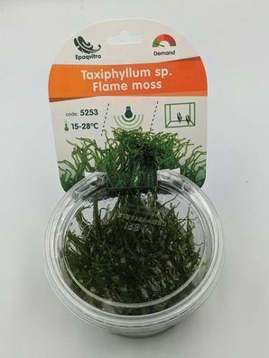 Flammen-Moos Taxiphyllum sp. ´Flame moss´ in vitro Aquarien Aquarium Pflanze