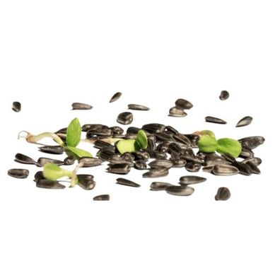 Bio-Sprossen Sonnenblumen 350 g