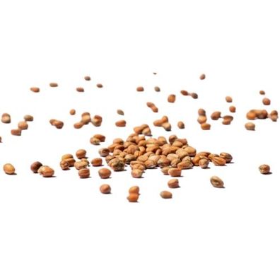 Bio-Sprossen Rettich-Mix 250 g