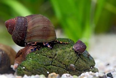 Blue Berry Snail - Notopala sp