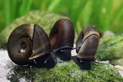Posthornschnecke , Teich , Aquarium