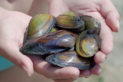 Teichmuscheln 5-10 cm - Natürliche Wasserfilter für deinen Gartenteich