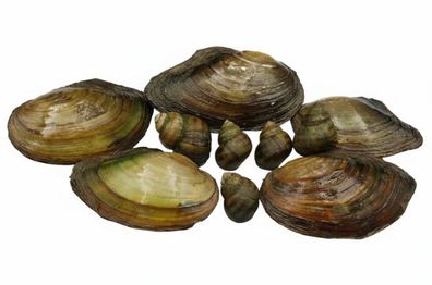 Muscheln & Schnecken Mix