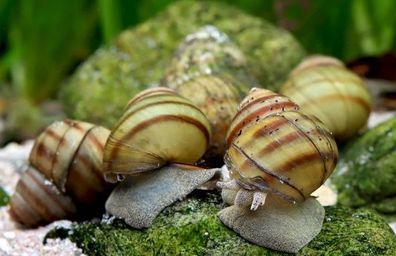 Teichschnecken - Sumpfdeckelschnecken (Viviparidae)