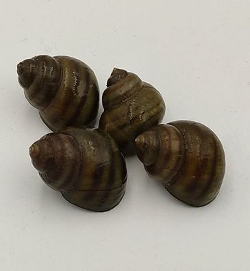 10er Gruppe Teichschnecken - Sumpfdeckelschnecken (Viviparidae)
