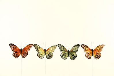 Schmetterling