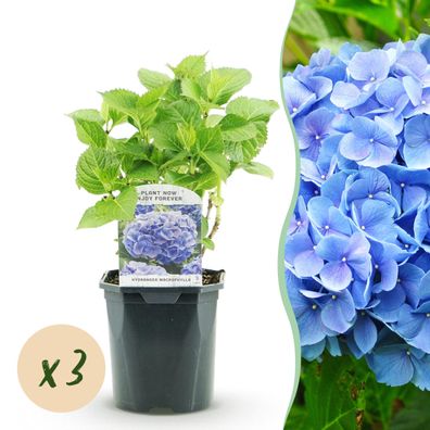 Hortensie - Hydrangea macrophylla Blau - Blüte Blau - 3 Pflanzen - 1m2 - Laubabwe