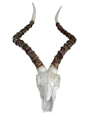 Impalakopf GEOHE Kunststoff Weiß 11,5x33x68 Wanddekoration Geweih