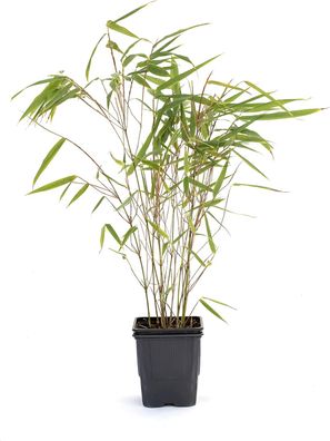 Fargesia Rufa P9 20-30cm Riesenbambus für Ihren Garten Pflegeleicht + winterhart