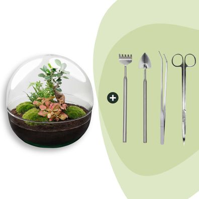 Flaschengarten - Dome XL - Ficus Ginseng Bonsai - Rake + Shovel + Tweezer + Scisso
