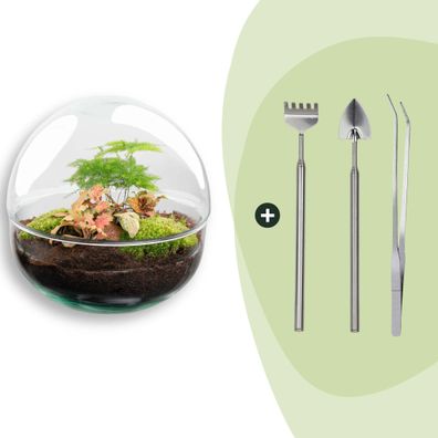 Flaschengarten - Dome Rot Rake + Shovel + Tweezer - Ø20cm - 20cm - Ökosystem & T