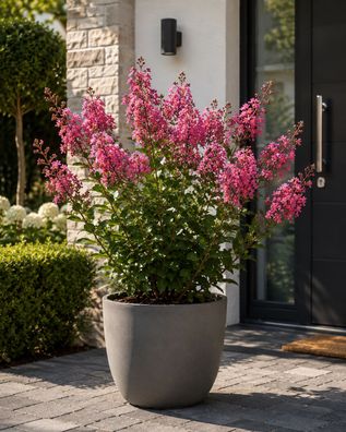 Lagerstroemia indica With Love Eternal Lagerstroemie Indischer Flieder ca. 40 cm