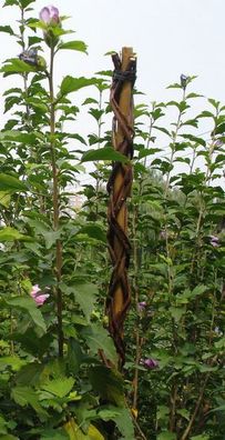 Stab Garden Willow 130 cm, Weide, Stütze für Pflanzen — Verkaufseinheit 2 Stk
