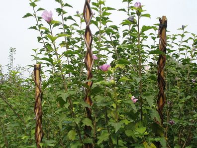 Stab Garden Willow 160 cm, Weide, Stütze für Pflanzen