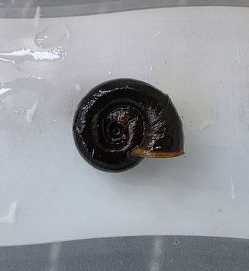 1x Posthornschnecke Schnecken Teichschnecke Gartenteich Mini Teich